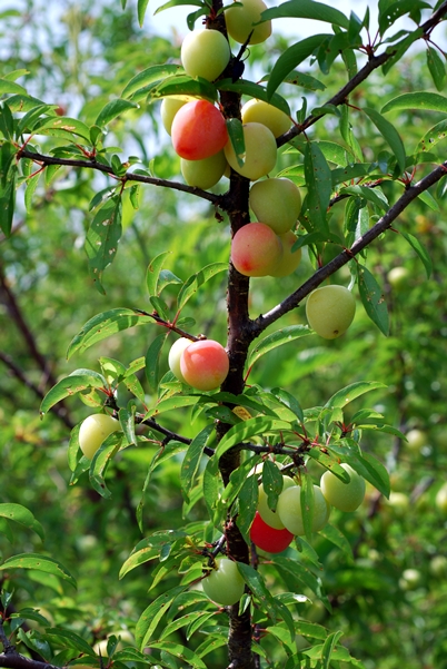 {Prunus angustifolia}
